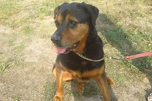 JORDAN w typie rottweilera czeka na dom,  Rottweil