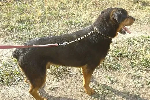 JORDAN w typie rottweilera czeka na dom,  Rottweil