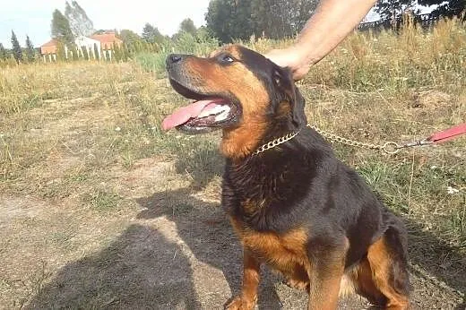 JORDAN w typie rottweilera czeka na dom,  Rottweil