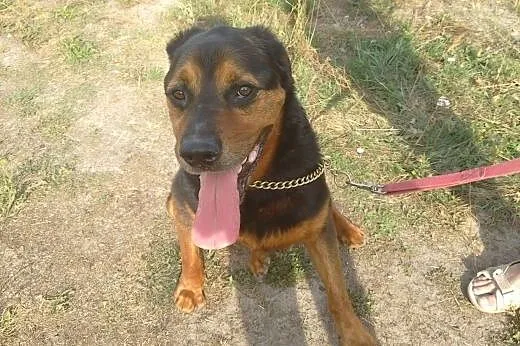 JORDAN w typie rottweilera czeka na dom,  Rottweil