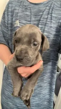 Szczenięta rasy dog ​​niemiecki – napisz do mnie na WhatsApp: +44 7453 907158