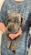 Szczenięta rasy dog ​​niemiecki – napisz do mnie na WhatsApp: +44 7453 907158