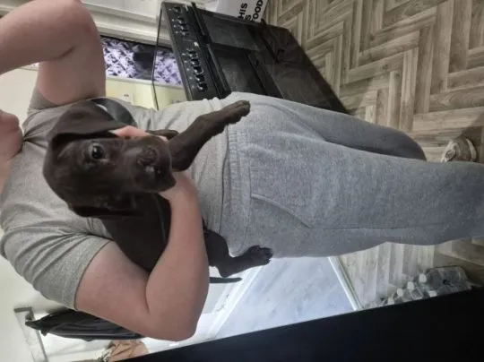 Szczenięta rasy dog ​​niemiecki – napisz do mnie na WhatsApp: +44 7453 907158, Łódzkie, Łódź