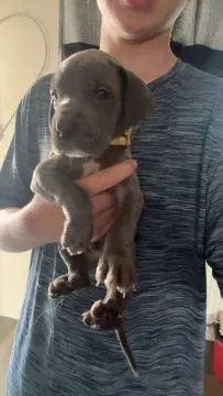 Szczenięta rasy dog ​​niemiecki – napisz do mnie na WhatsApp: +44 7453 907158, Łódzkie, Łódź