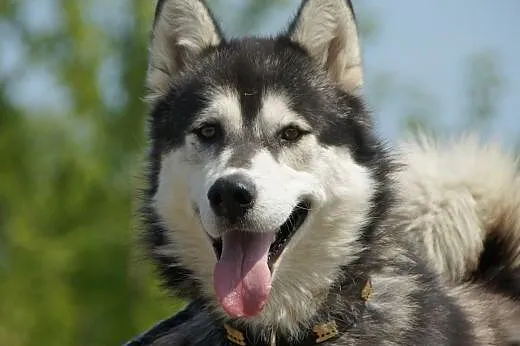 Nero :) pies, adopcja,  lubuskie Gorzów Wielkopolski