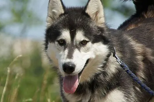 Nero :) pies, adopcja,  lubuskie Gorzów Wielkopols