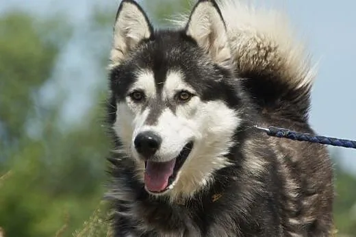 Nero :) pies, adopcja,  lubuskie Gorzów Wielkopols
