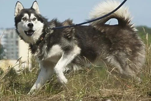 Nero :) pies, adopcja,  lubuskie Gorzów Wielkopols