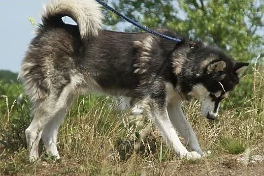 Nero :) pies, adopcja,  lubuskie Gorzów Wielkopols