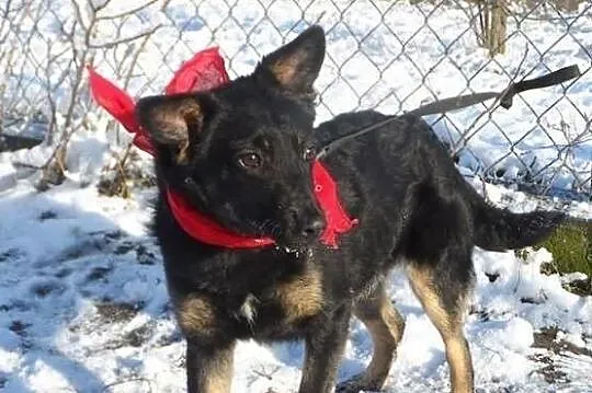Staś uroczy psiak szuka domku ADOPCJA ŁTOnZ
