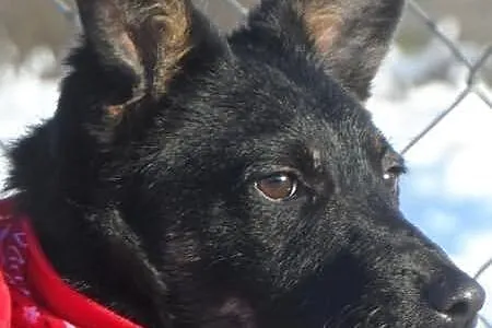 Staś uroczy psiak szuka domku ADOPCJA ŁTOnZ