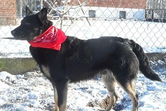 Staś uroczy psiak szuka domku ADOPCJA ŁTOnZ
