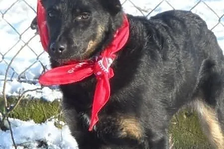 Staś uroczy psiak szuka domku ADOPCJA ŁTOnZ