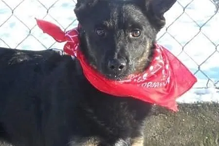 Staś uroczy psiak szuka domku ADOPCJA ŁTOnZ