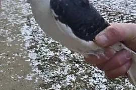 Zamienie samca mewki na samiczke