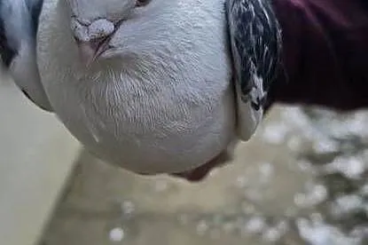 Zamienie samca mewki na samiczke, Małopolskie, Niedźwiedza