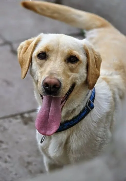 Daisy młodziutka suczka w typie rasy labrador szuk