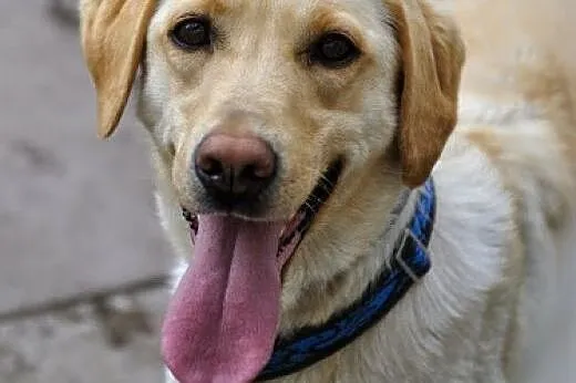 Daisy młodziutka suczka w typie rasy labrador szuk