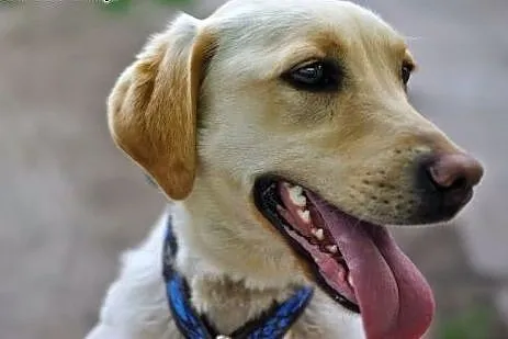 Daisy młodziutka suczka w typie rasy labrador szuk