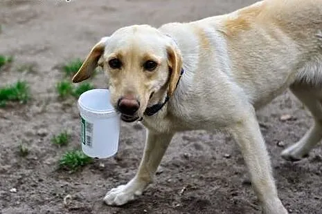Daisy młodziutka suczka w typie rasy labrador szuk