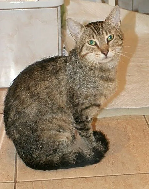 Uratowany rozmruczany kocurek pilnie szuka domu. ,
