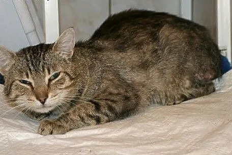 Uratowany rozmruczany kocurek pilnie szuka domu. ,