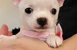 Chihuahua maleńka biała suczka. , Czechowice-Dziedzice
