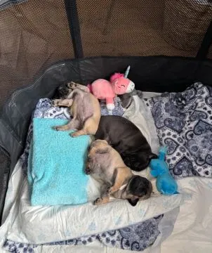 MOPS, szczeniak na sprzedaż, kontakt przez Whatsapp +48736614543