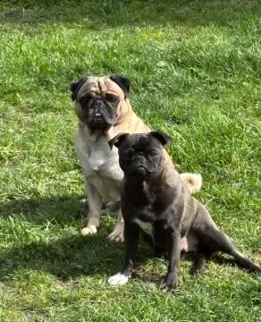 MOPS, szczeniak na sprzedaż, kontakt przez Whatsapp +48736614543, , Walentynów