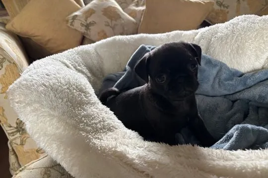 MOPS, szczeniak na sprzedaż, kontakt przez Whatsapp +48736614543, , Walentynów