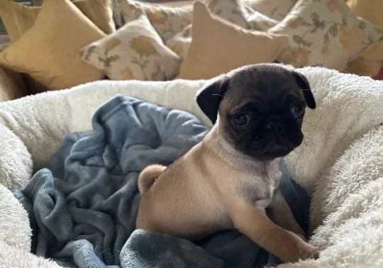 MOPS, szczeniak na sprzedaż, kontakt przez Whatsapp +48736614543, , Walentynów