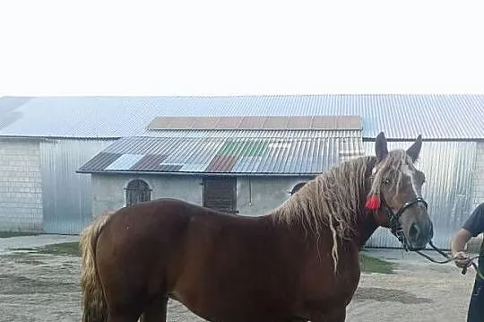 Klacz kasztanowata, Lubelskie, Radzyń Podlaski