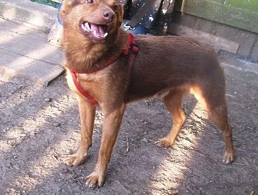 Rudi szuka domu , mazowieckie Warszawa