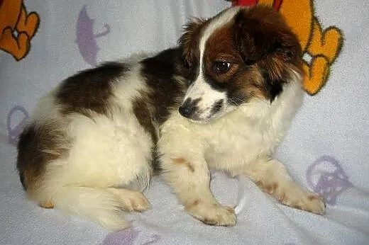 POLDUS-malutki kudłacz,adopcja!!,  świętokrzyskie Kielce