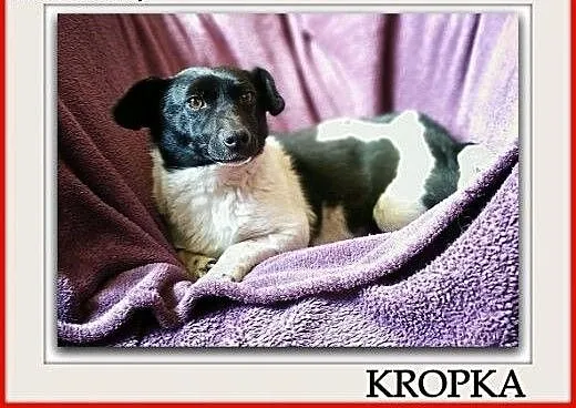 Łagodna,przesympatyczna,malutka 6 kg,sterylizowana suczka KROPKA.Adopcja., małopolskie Kraków, Małopolskie, Kraków