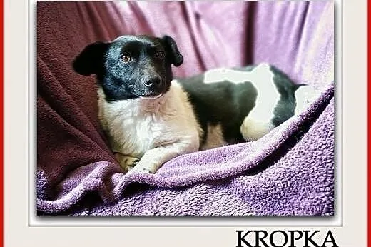 Łagodna,przesympatyczna,malutka 6 kg,sterylizowana suczka KROPKA.Adopcja.,  małopolskie Kraków, Małopolskie, Kraków
