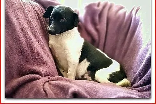 Łagodna,przesympatyczna,malutka 6 kg,sterylizowana suczka KROPKA.Adopcja.,  małopolskie Kraków, Małopolskie, Kraków