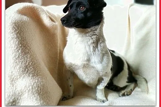 Łagodna,przesympatyczna,malutka 6 kg,sterylizowana suczka KROPKA.Adopcja.,  małopolskie Kraków, Małopolskie, Kraków