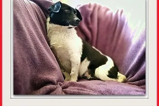 Łagodna,przesympatyczna,malutka 6 kg,sterylizowana suczka KROPKA.Adopcja.,  małopolskie Kraków, Małopolskie, Kraków