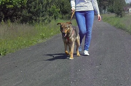 Bajtel szuka domu