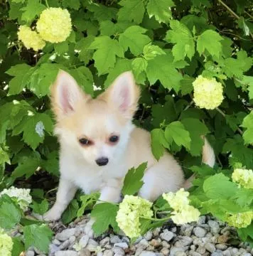 Szczeniak samiec Chihuahua na kolanka o cudownym charakterze, , Warszawa