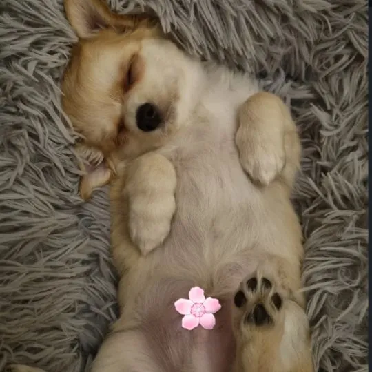 Szczeniak samiec Chihuahua na kolanka o cudownym charakterze, , Warszawa