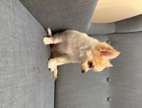 Szczeniak samiec Chihuahua na kolanka o cudownym charakterze, , Warszawa