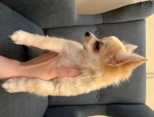 Szczeniak samiec Chihuahua na kolanka o cudownym charakterze, , Warszawa