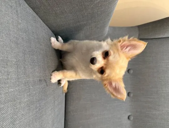 Szczeniak samiec Chihuahua na kolanka o cudownym charakterze, , Warszawa