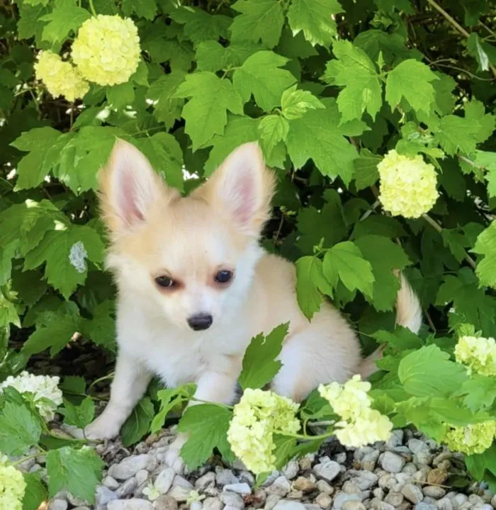 Szczeniak samiec Chihuahua na kolanka o cudownym charakterze, , Warszawa