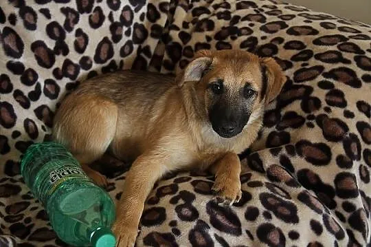 Na miłość i domek czekają sunie Fifi i Fiona