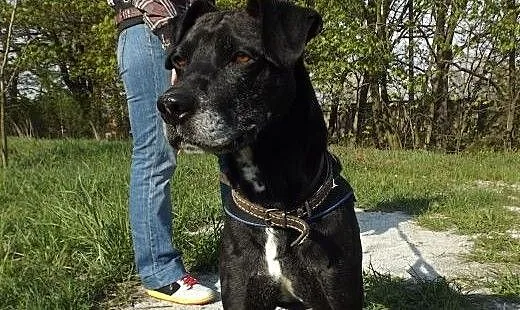Przyjacielski psiak Tofik szuka domu, dolnośląski