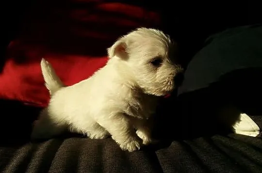 Szczenięta west highland white terier z rodowodem 