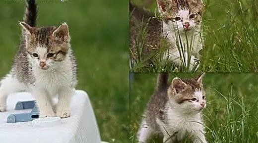 Kiara! 2,5 miesięczna kotka do adopcji!, pomorski